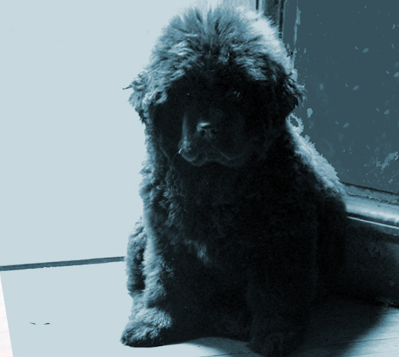 cachorro terranova peludo