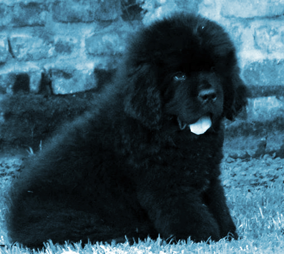 cachorro terranova de dos meses