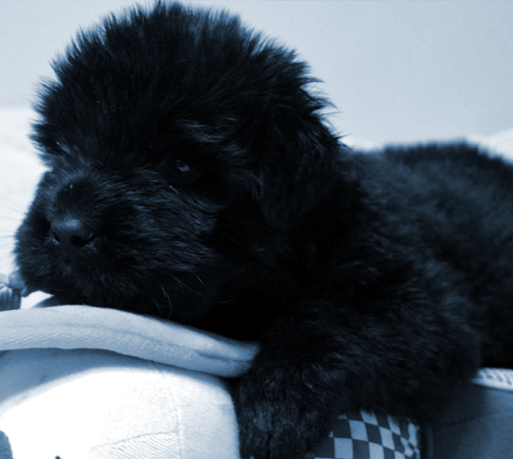 cachorro terranova peludo