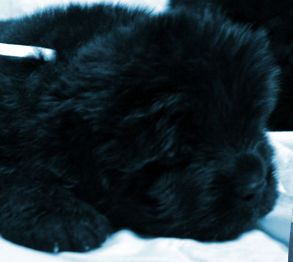 cachorro terranova peludo