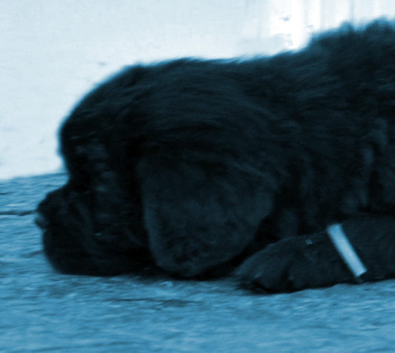 cachorro terranova durmiendo