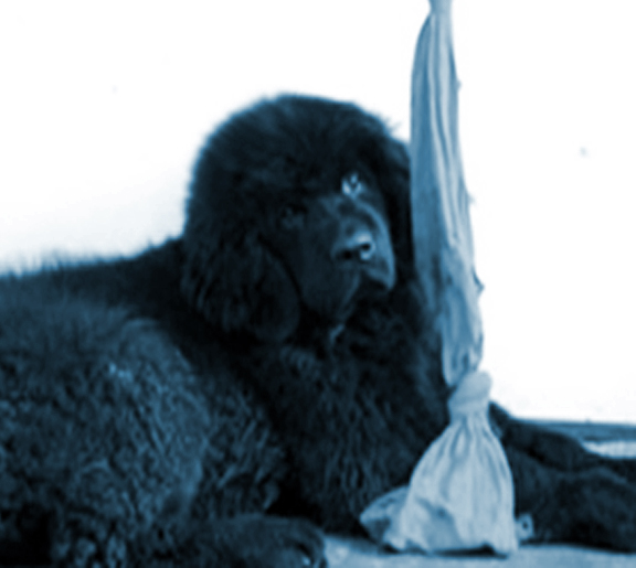 cachorro terranova con un trapo