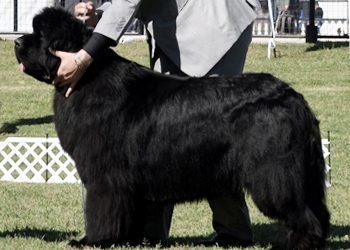 perro terranova posando en pista