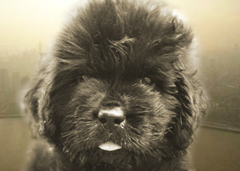 cabeza de cachorro terranova de dos meses muy peludo negro