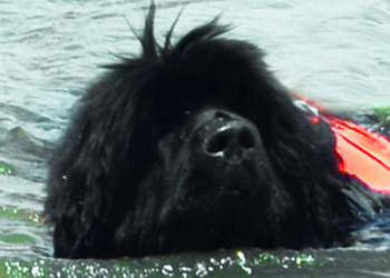 perro terranova en el agua solo muestra la cabeza y el chaleco salvavidas