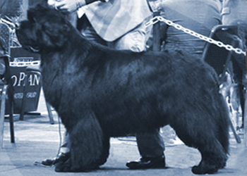 perro terranova en stay iesta de Rosario can club