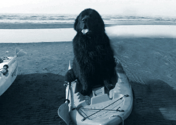 perro terranova en un kayak
