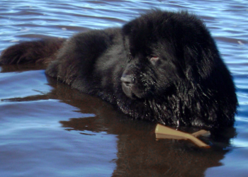 perro terranova en el agua solo muestra la cabeza y su apport