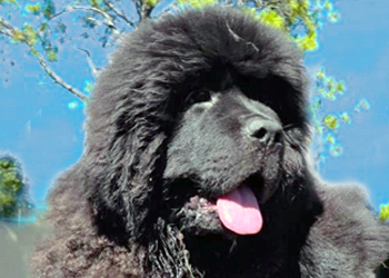 cachorra terranova de seis meses muy peluda