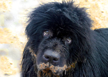 perro terranova en la arena