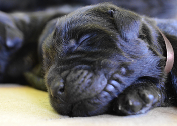 cabeza de cachorro terranova negro de dos semanas de vida