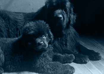 madre e hija de perros terranova sentadas