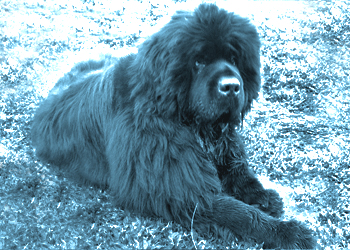 perro terranova posando de costado en el pasto