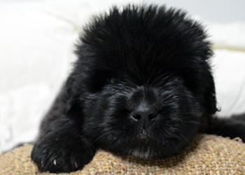 perro terranova cachorro