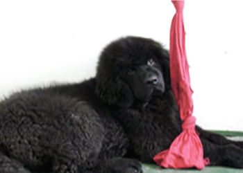 perro terranova cachorro