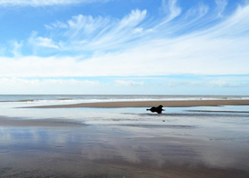 perro terranova en una playa en soledad