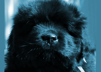 perro terranova cachorro