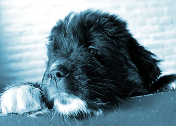 perro terranova cachorro asomado descubriendo el mundo