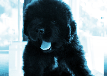 perro terranova cachorro de frente de dos meses