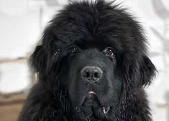 perro terranova de edad juvenil en crecimiento