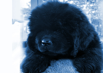 perro terranova cachorro de noventa dias