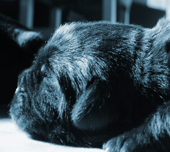 cachorro de dos semanas 