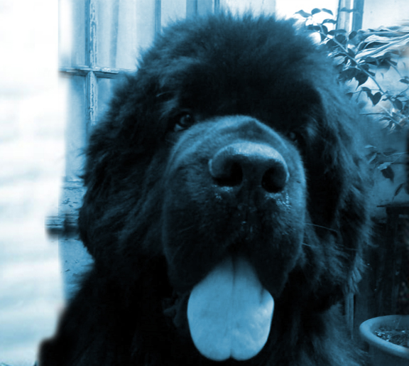 hembra terranova adulta Lola Gaia 