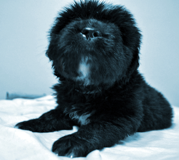 cachorro de dos semanas 