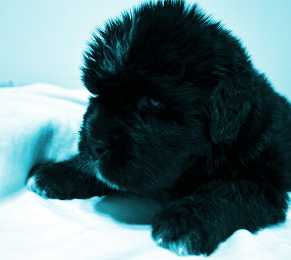 cachorro de dos semanas 