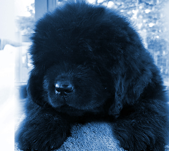 cachorro de noventa dias 