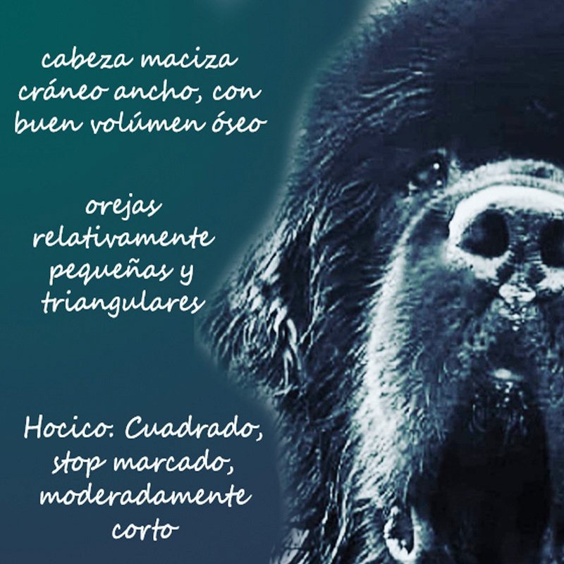 cabeza de perro terranova