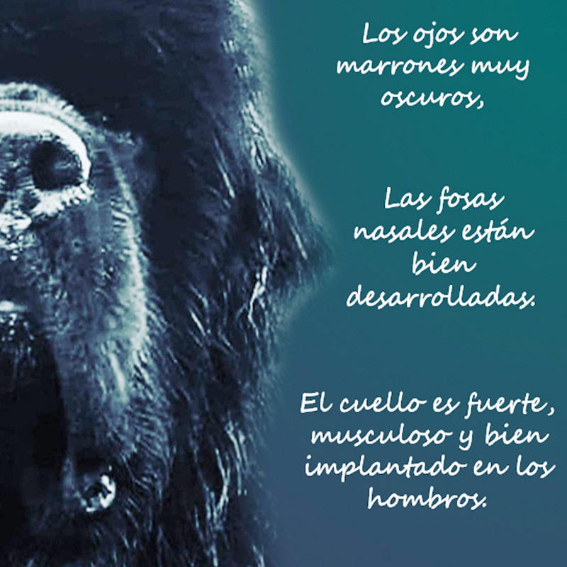 cabeza de un terranova