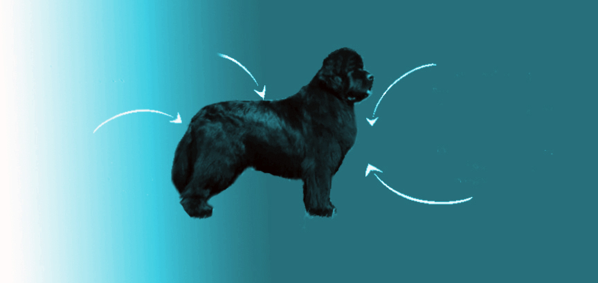 perro terranova de perfil