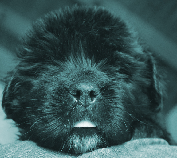 newfie mother and puppy