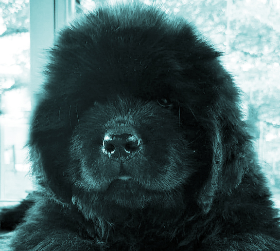 puppy newfoundland