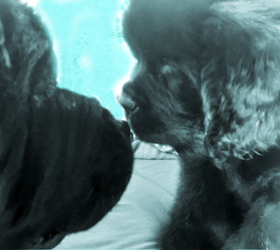 terranova adulta y bebe