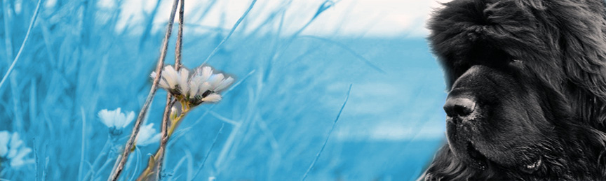 perro terranova mirando el mar