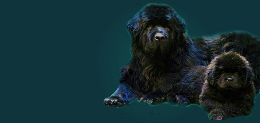 logo terranovas gaia