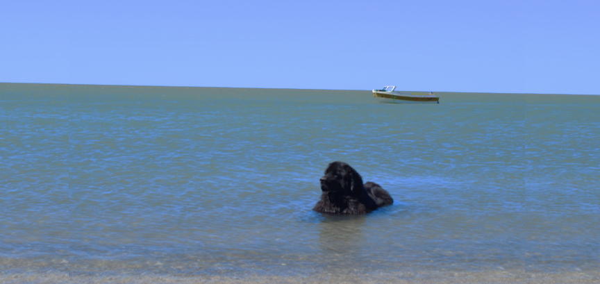 perro terranova en el mar