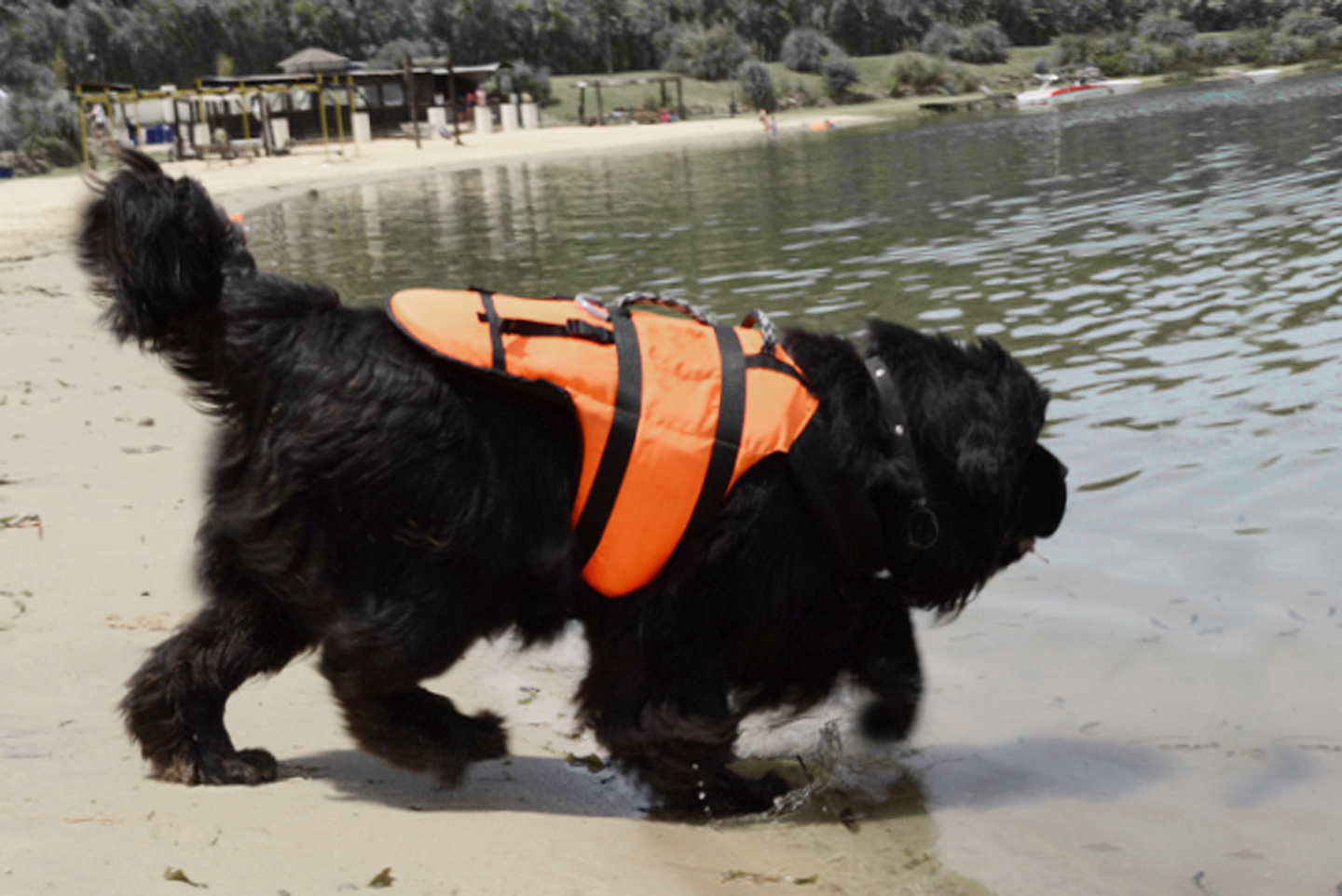 perro terranova en agua con chaleco de rescate acuatico