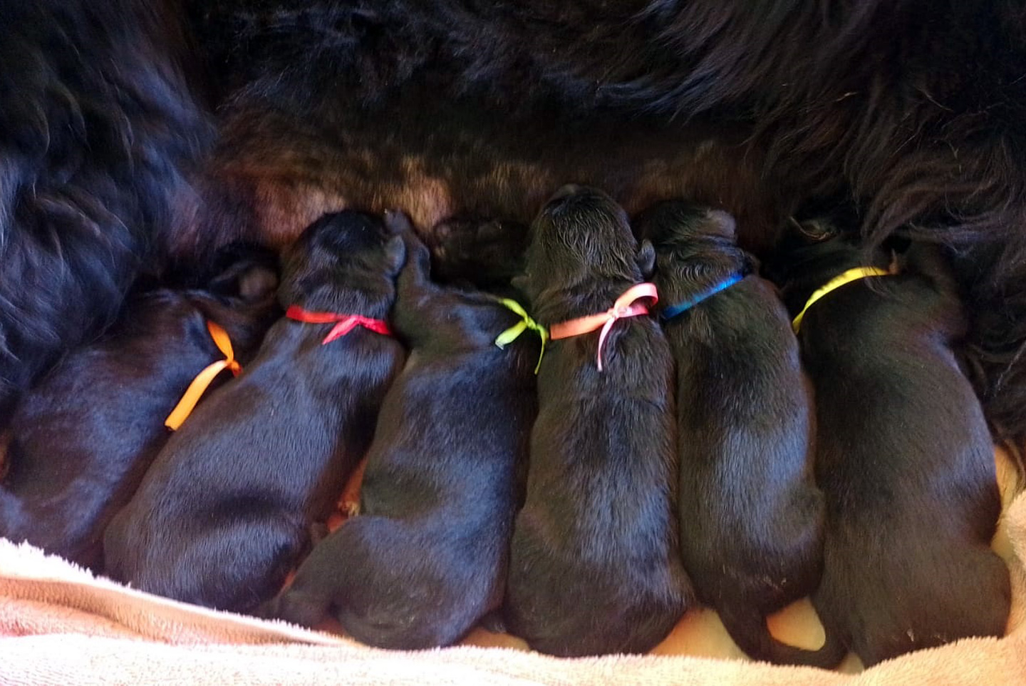 cachorros de perro terranova con la mama