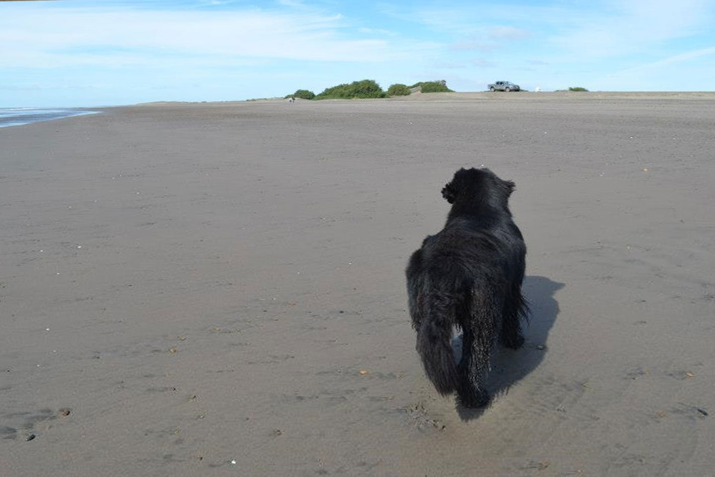 perro terranova de vacaciones en la playa