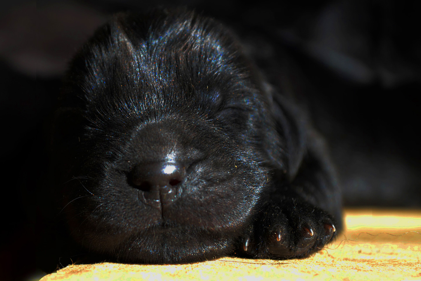 cachorro terranova negro bebe