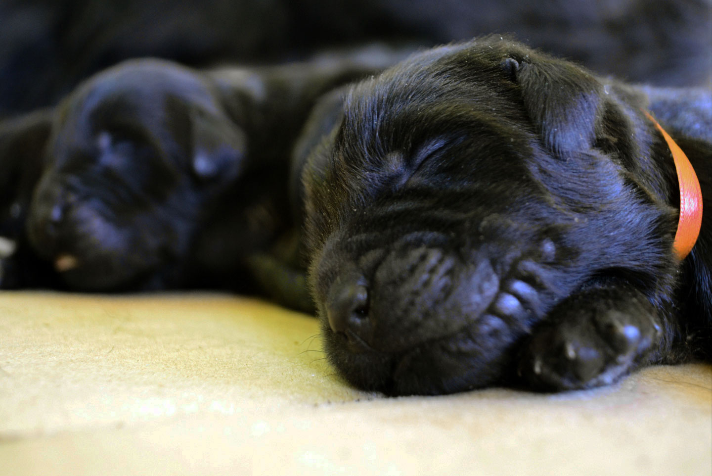 cachorro terranova negro bebe cuidados de crianza sueño