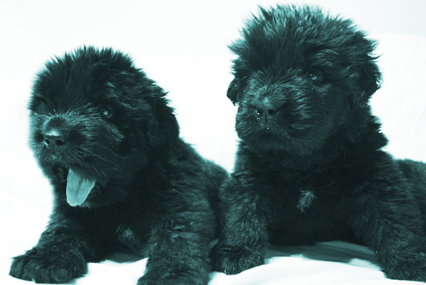 dos cachoroos terranovas negro