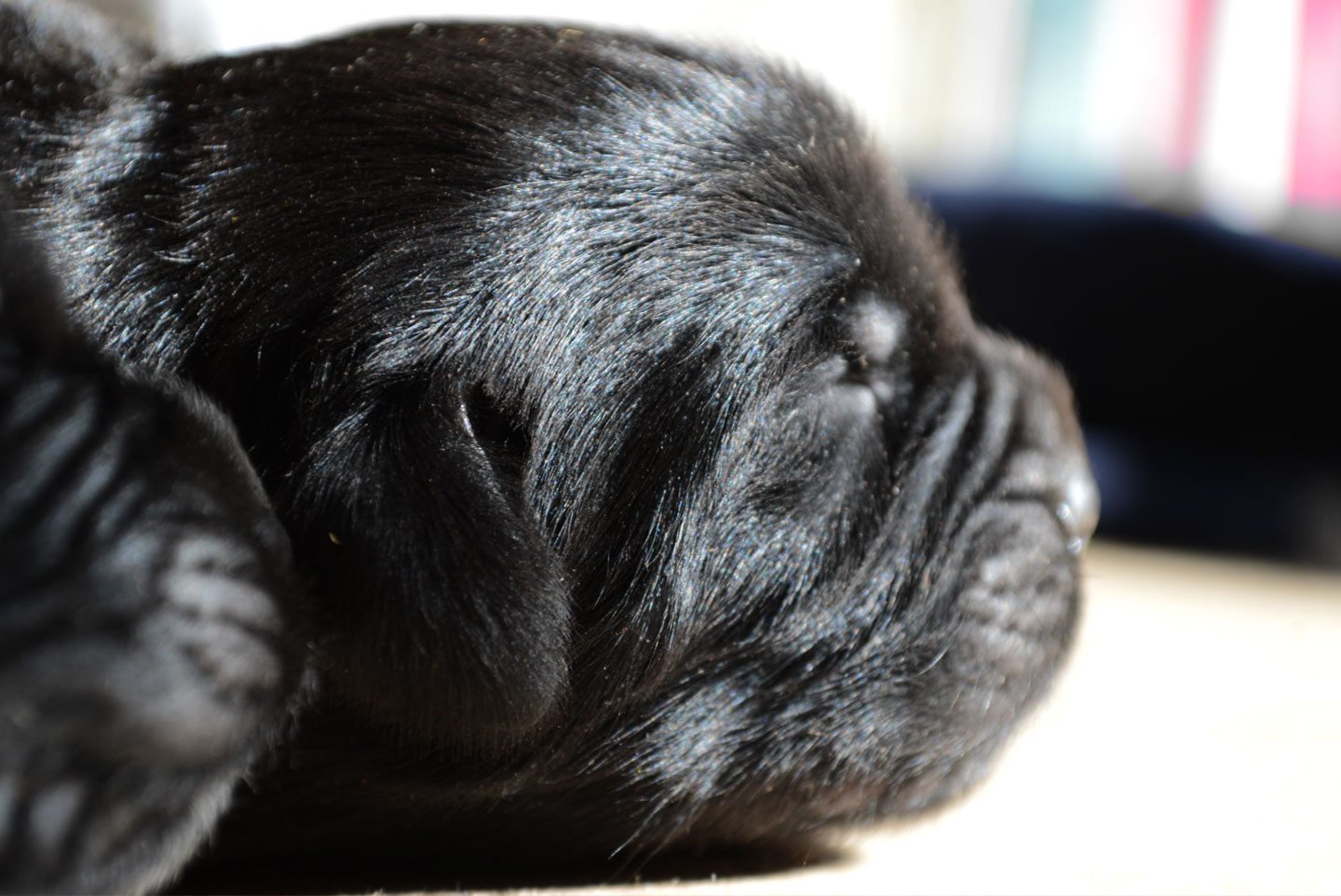 perro terranova en kayak actividades en agua