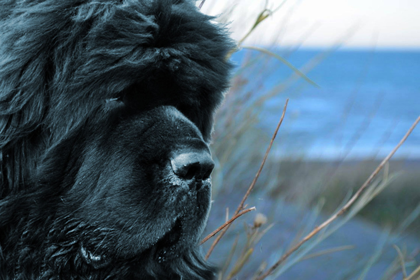 terranova negro adulto mirando el mar