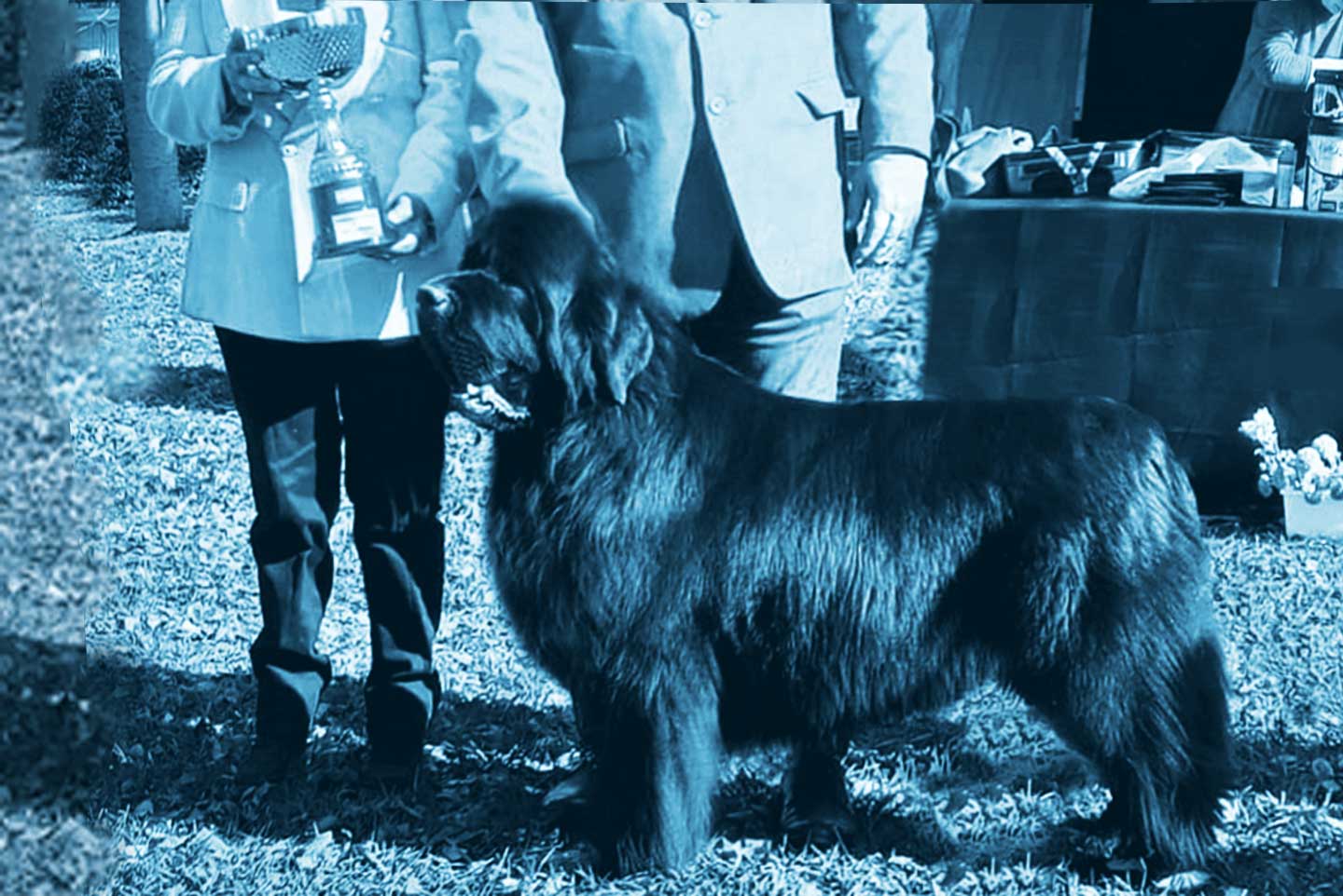 perra hembra terranova ganadora de exposicion