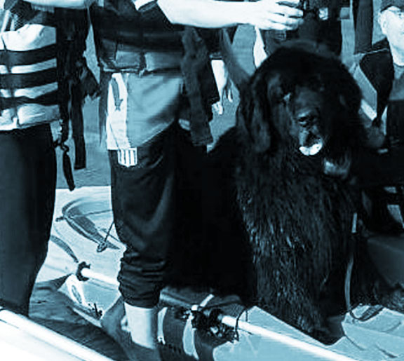 encuentro de terranovas