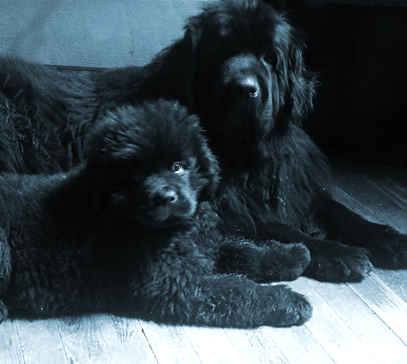 dos terranovas una adulta y otra bebe